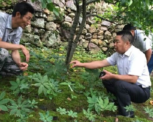 石棉县人大常委会主任双志云到永和乡调研土地流转工作