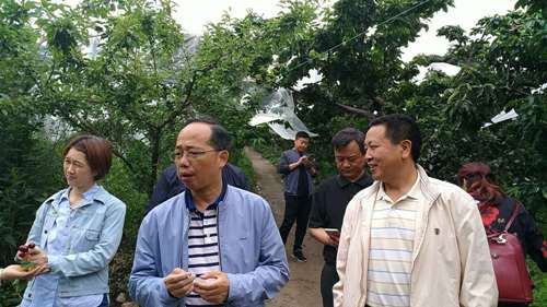 彭学松一行调研汉源县大樱桃产业发展情况