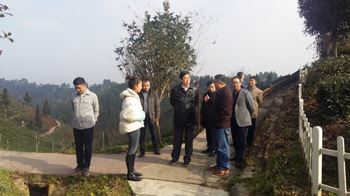 安徽省人大城建环资委副主任委员周杰一行调研名山茶旅融合发展