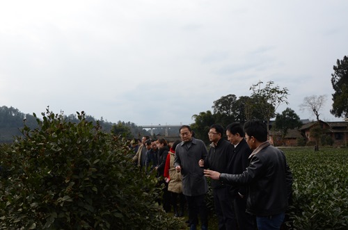 李伊林带队到名山区调研油茶产业时强调积极推进油茶产业发展 不断提升雅安农业产业发展水平