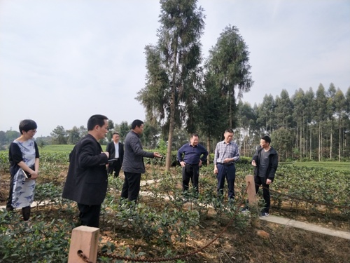李勇到名山调研红色遗址保护和开发工作