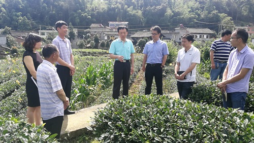 李伊林调研天全油茶产业