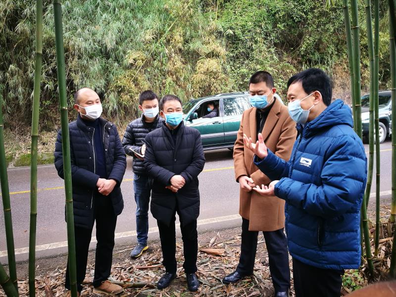李伊林带队赴雨城区调研指导林竹产业发展