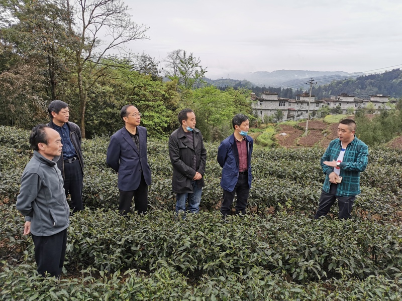 彭学松赴雨城区调研油茶产业发展情况