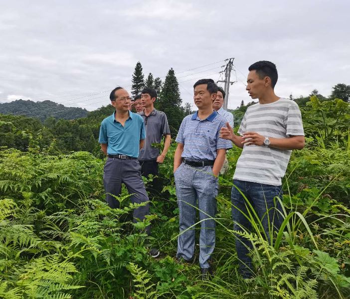 彭学松一行赴天全县调研低产茶园改造情况