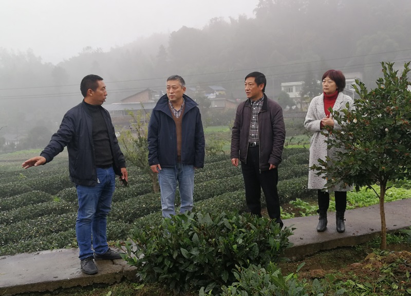 市人大常委会农业工委赴天全县调研油茶产业发展情况