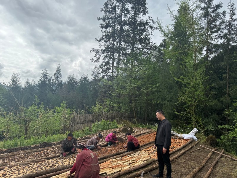 003 何培友指导种植示范户育苗.jpg