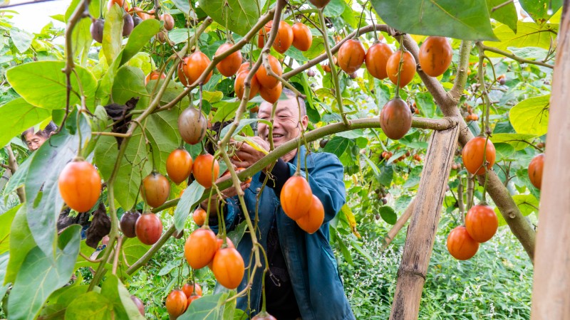 从枝头鲜果到振兴“黄金液” 人大代表高其国的生态循环产业探索