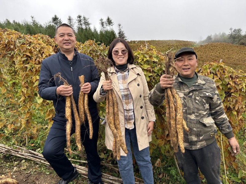 小山药成就大产业  全链条发展促振兴——宝兴县人大常委会聚焦山药产业助推乡村振兴纪实