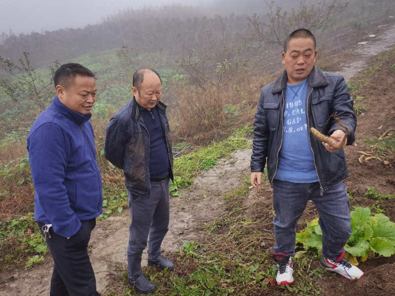 03现场察看山药产业发展.jpg