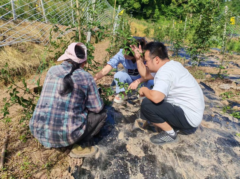 03.研究树莓种植.jpg