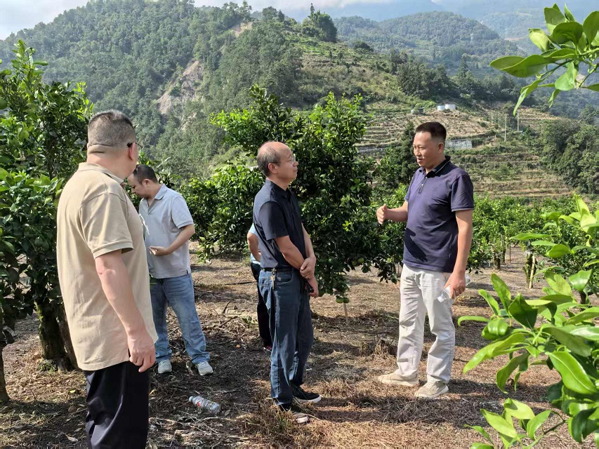 人大助力柑橘产业升级 绘就乡村振兴甜蜜画卷