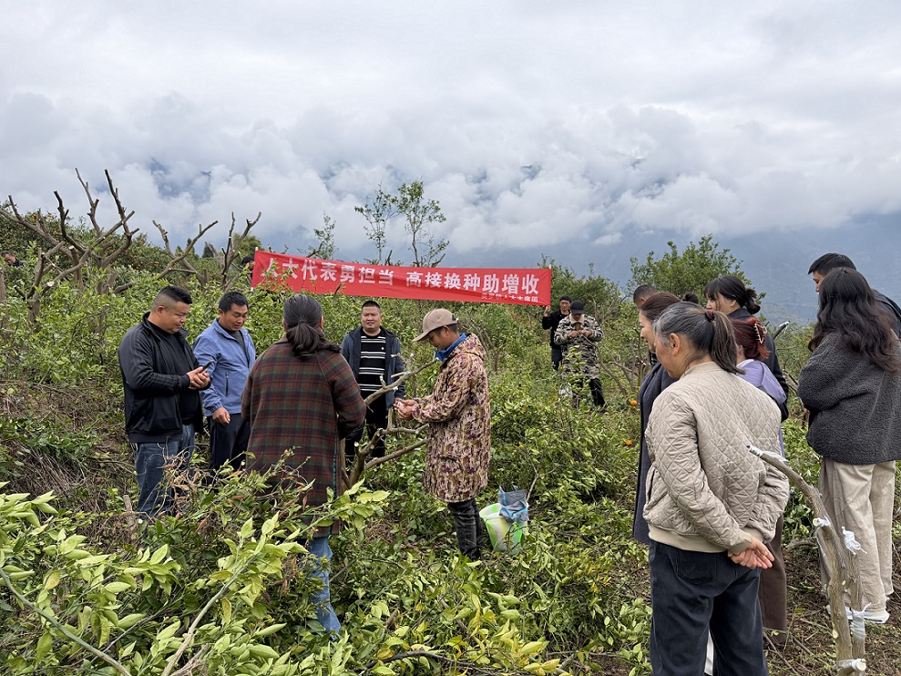 美罗镇人大：代表躬身实干 赋能黄果柑产业迭代升级   