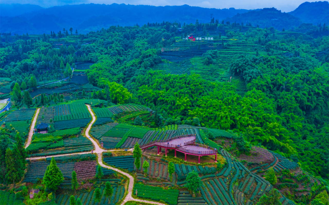 05 草坝镇茶园（雨城融媒拍摄）.jpg