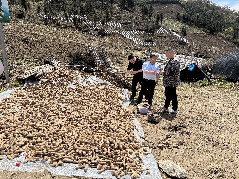 01杨建华介绍山药育种情况.jpg