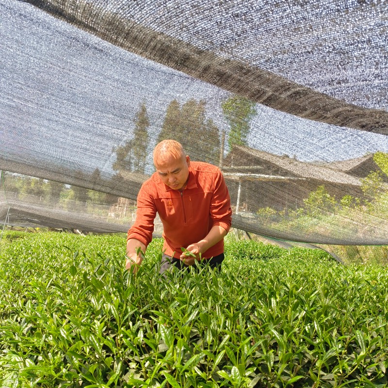茶垄间走出的致富领路人——雨城区人大代表郭桂均以实干激活乡村振兴新动能