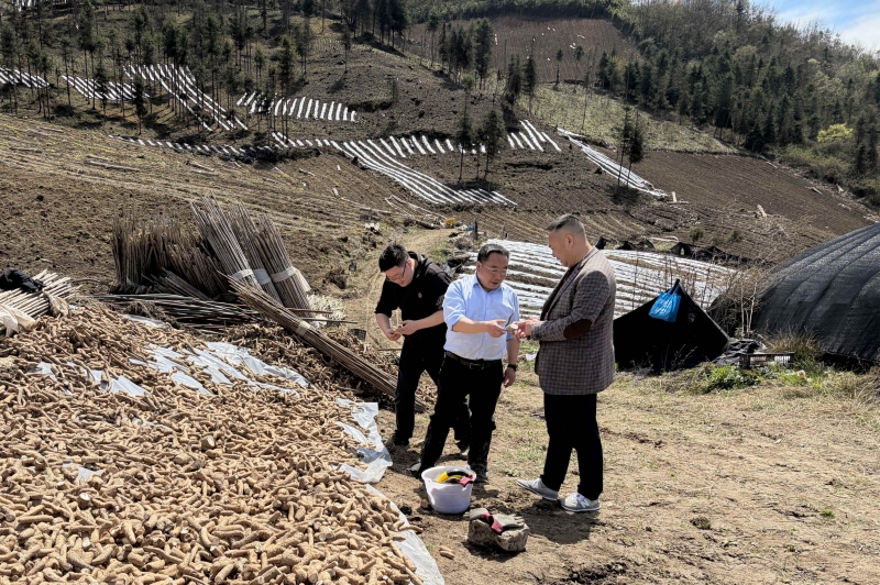 扎根山区践初心 深耕山药富乡亲——雅安市人大代表杨建华助力山药产业发展纪实