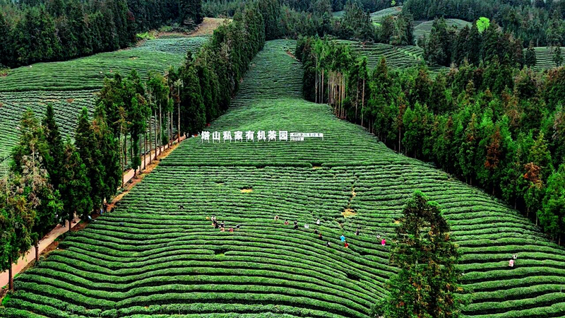 人大履职赋能 彝乡蝶变振兴 ——荥经人大推动民族地区经济高质量发展实践