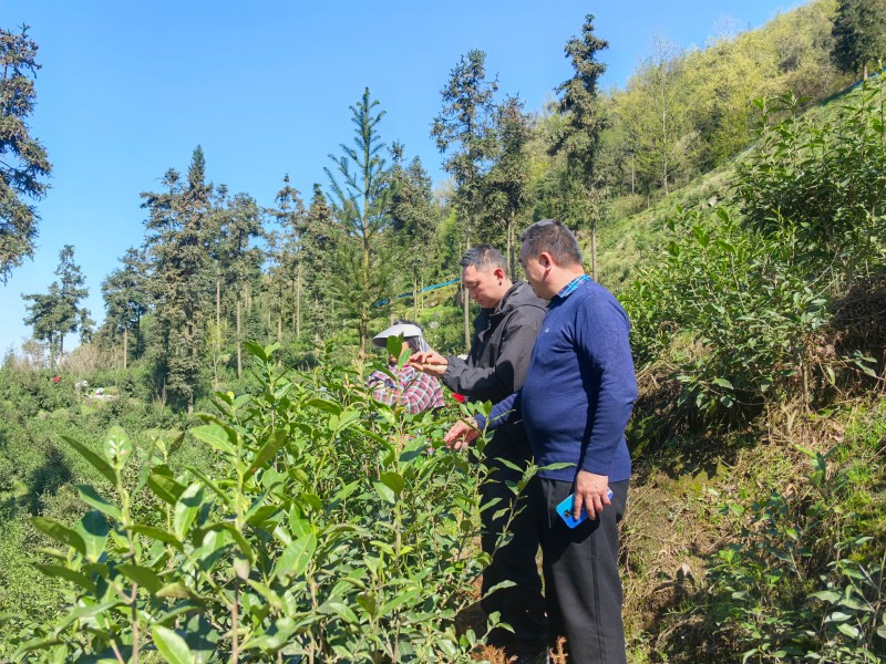 以茶为笔绘振兴  一叶飘香富乡亲——天全县人大代表赵玉敏