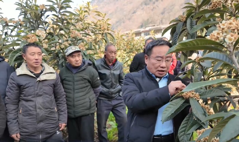 03杨建华给群众讲解枇杷种植知识.jpg