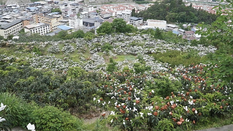 02枇杷产业园.jpg