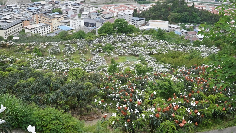 02枇杷产业园.jpg