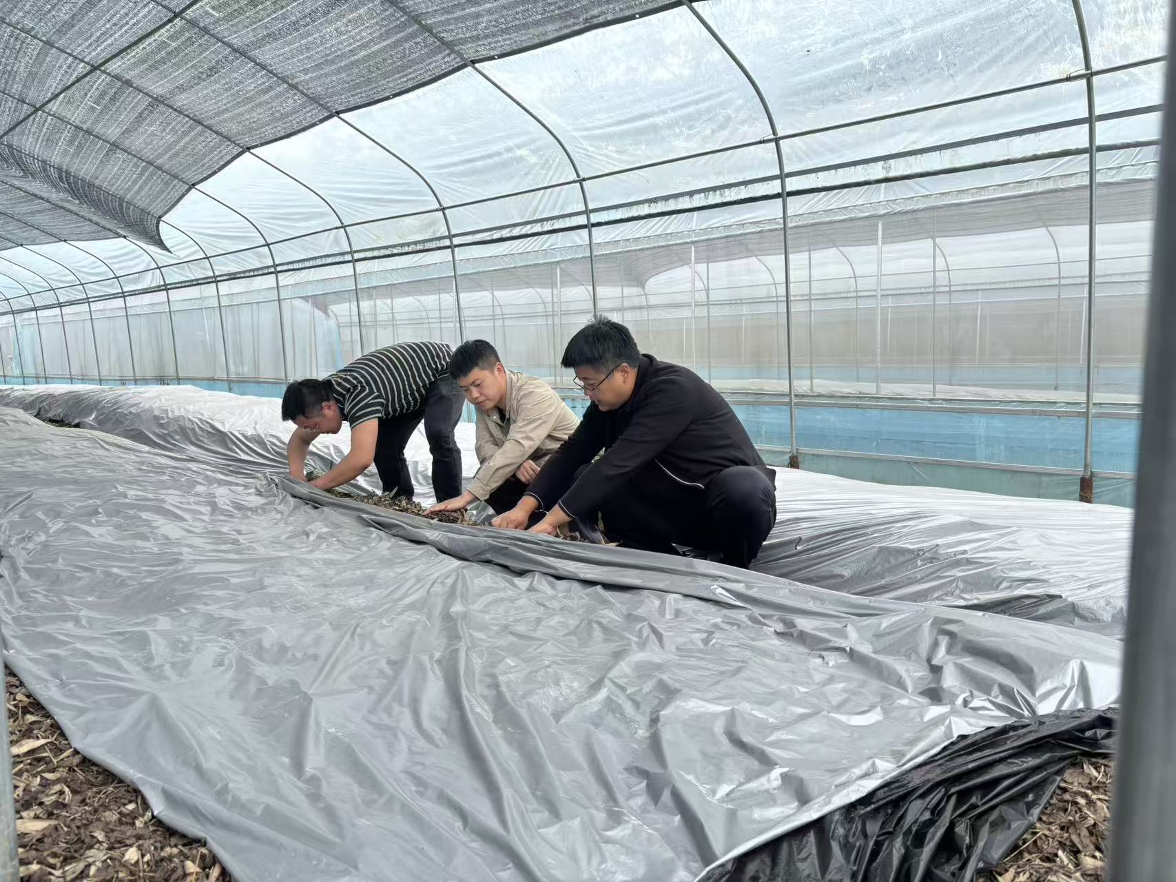 001王光彪、李张代表深入毛慈菇培育基地查看.jpg