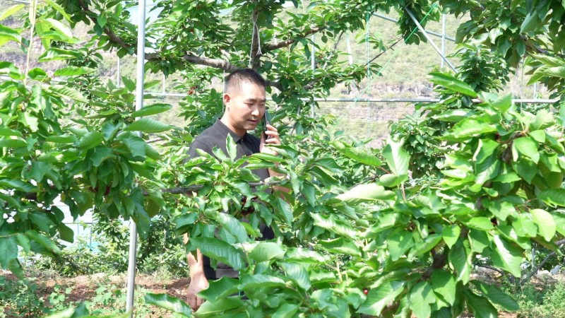 县人大代表冯建华在果园为示范基地,.jpg