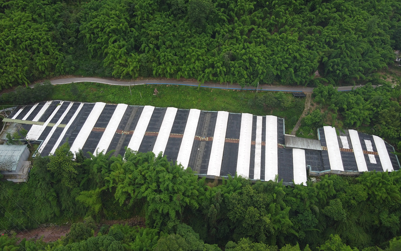 望鱼镇沙坪村蓉雅渝农业公司仿生石蛙养殖基地.jpg