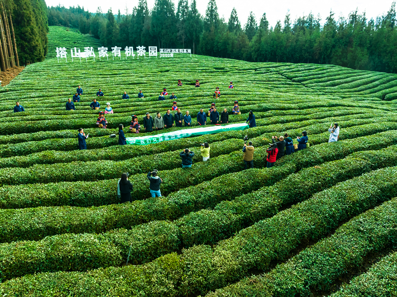 大坪高山茶园_副本.jpg