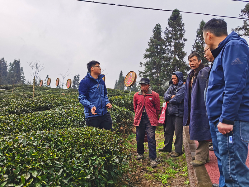 在大坪乡茶叶种植基地开展实地培训_副本.jpg