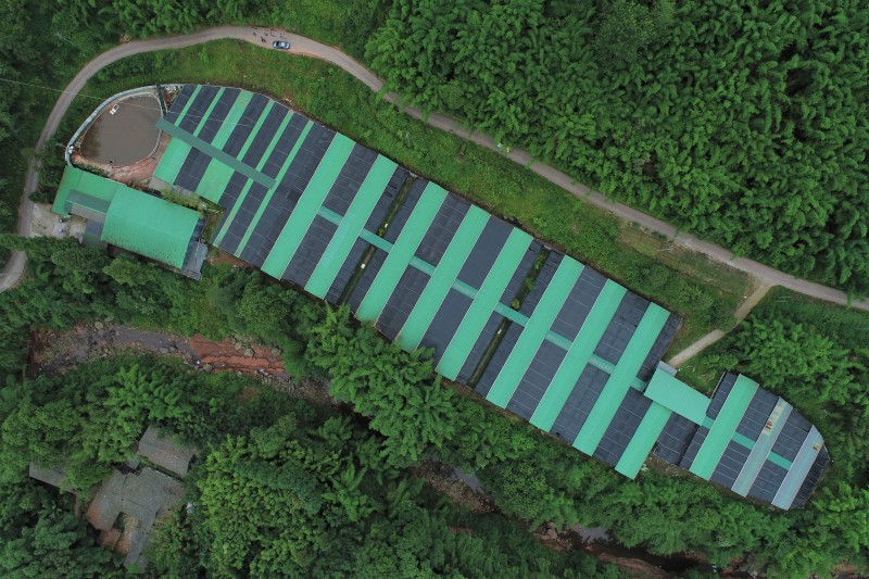 沙坪村石蛙养殖基地.jpg