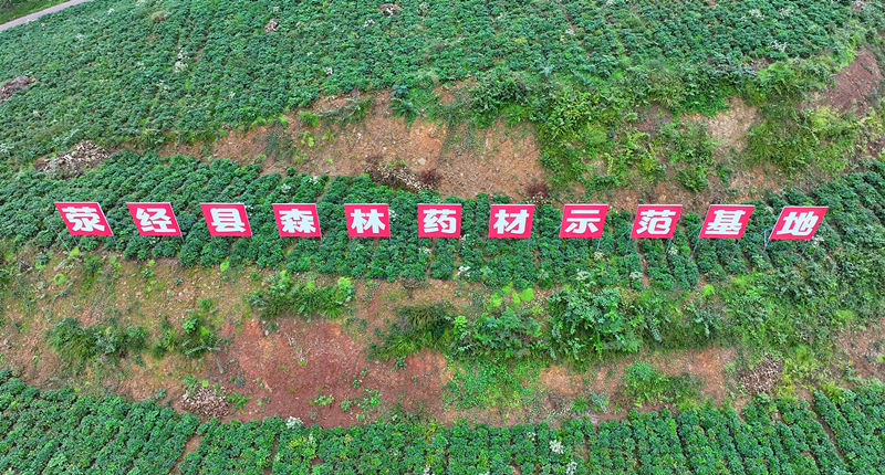 森林药材基地_副本.jpg