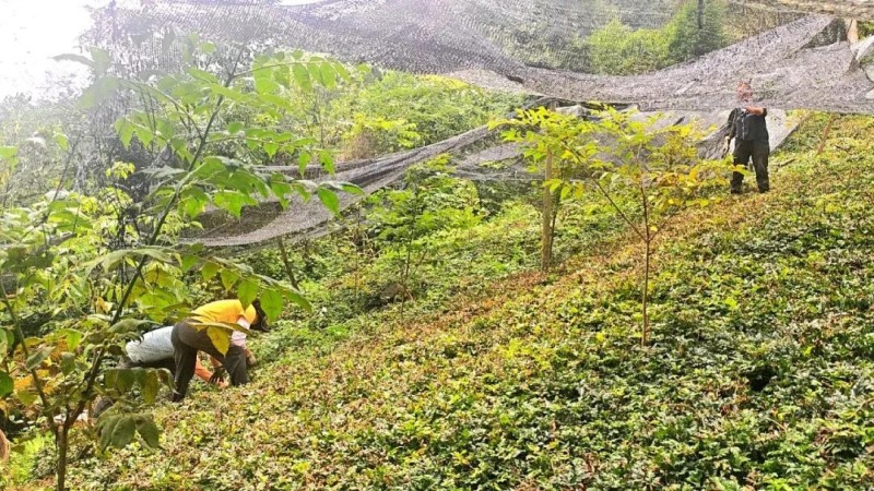 02马万华实地查看林下中药材产业种植情况.jpg