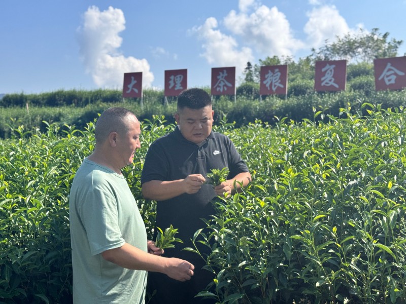 情系桑梓兴茶乡 不负青山不负民——荥经县第十七届人大代表任海文履职侧记