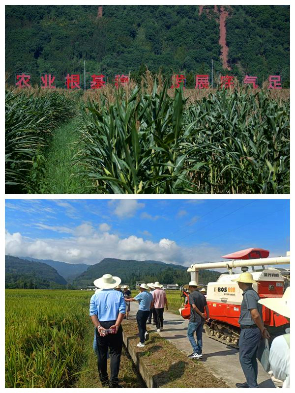 农业粮经复合园区照片_副本.jpg